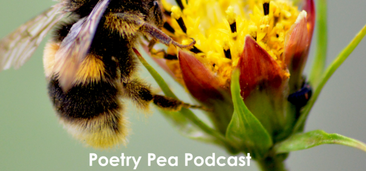 S7E34 It’s All About the Bees – Original Haiku Poetry